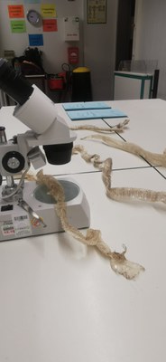 Das in der weiterführenden Schule neue Fach Biologie durfte am Tag der offenen Tür auch nicht fehlen (2).JPG Das in der weiterführenden Schule neue Fach Biologie durfte am Tag der offenen Tür auch nicht fehlen (2).JPG